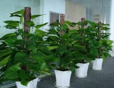 花卉租擺合同應(yīng)該怎么寫(xiě)